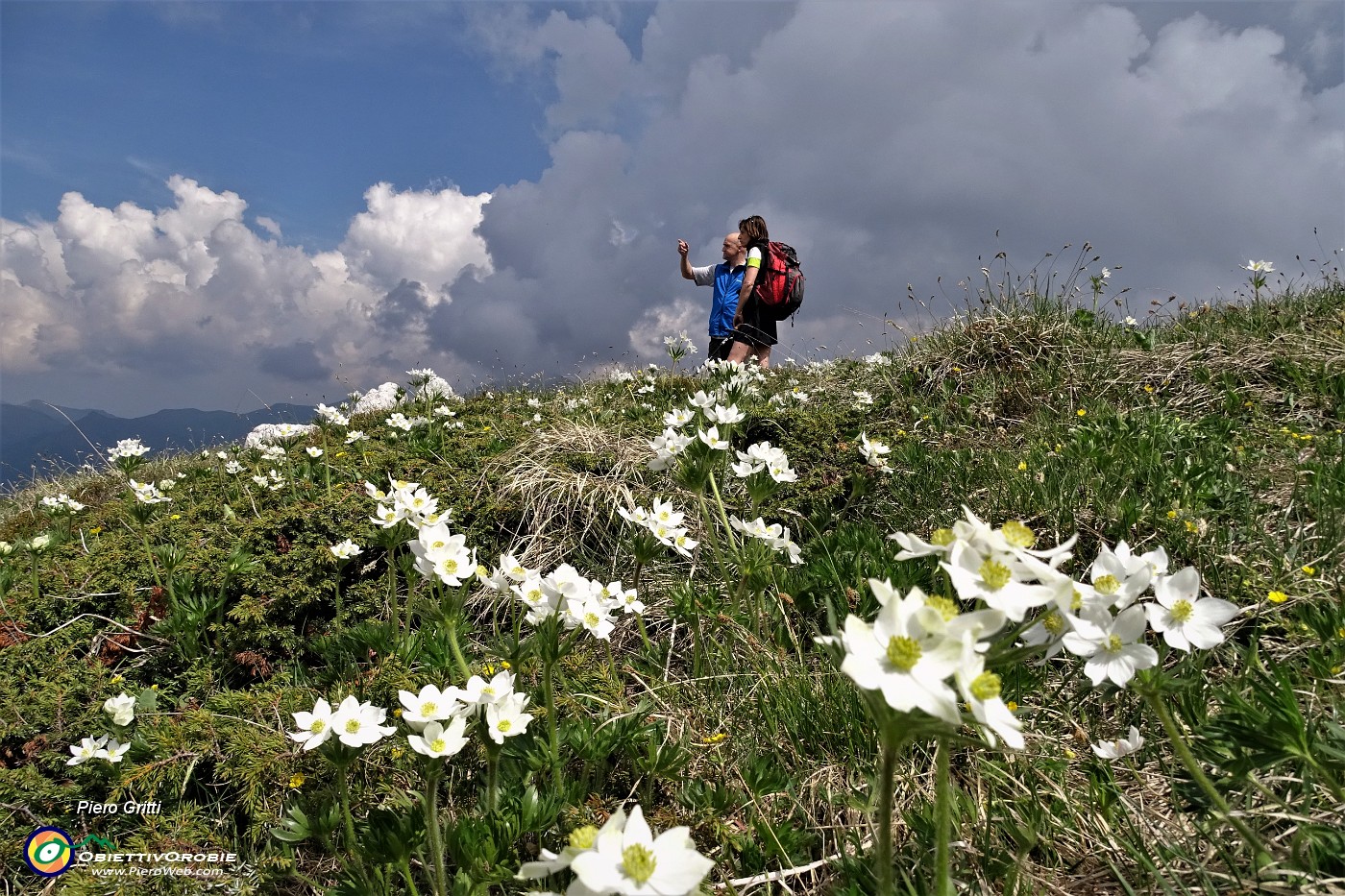 40 Anemone narcissino (Anemone narcissiflora).JPG